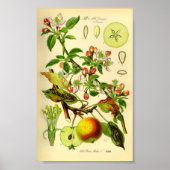 Poster Pomme (Pyrus malus) (Devant)