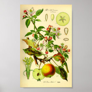 Poster Pomme (Pyrus malus)