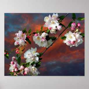 Poster Pomme rose Et Blanche Fleurit Ciel Du Matin