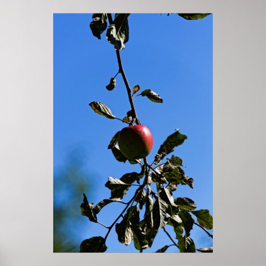 Poster Pomme rouge sur branche (Devant)