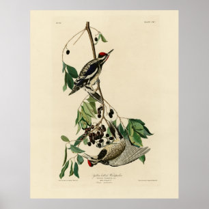 Poster Pommeau à ventre jaune, Audubon Birds of America