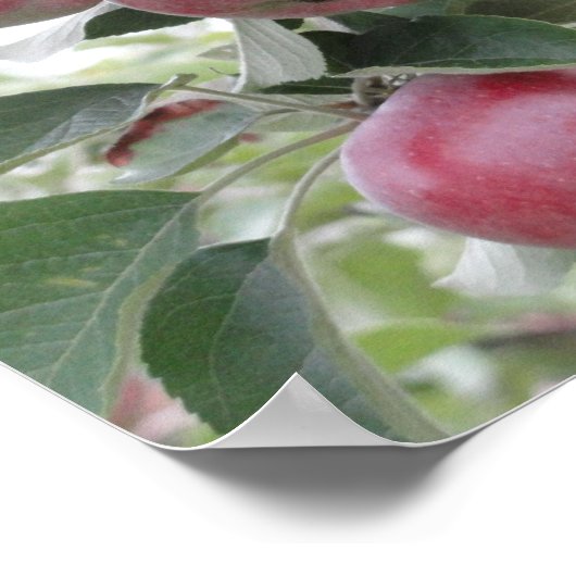 Poster pommes (Coin)