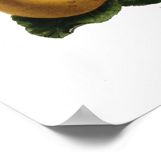 Poster Pommes (Coin)