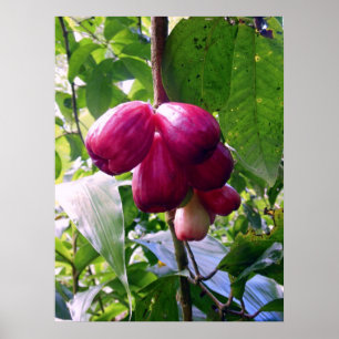 Poster Pommes de montagne