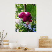 Poster Pommes de montagne (Cuisine)