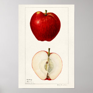 Poster Pommes (Malus Domestica) Peinture à l'aquarelle a