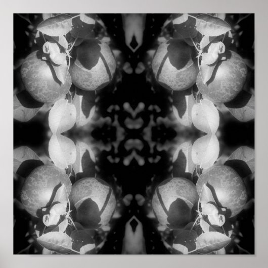 Poster Pommes McIntosh Sur Arbre Noir Et Blanc Abstrait (Devant)