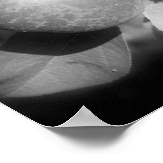 Poster Pommes Sur Arbre Noir Et Blanc Miroir Abstrait (Coin)