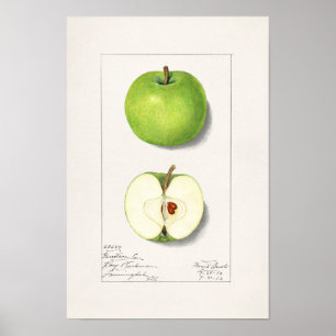 Poster Pommes vertes (Malus Domestica) Peinture aux fruit