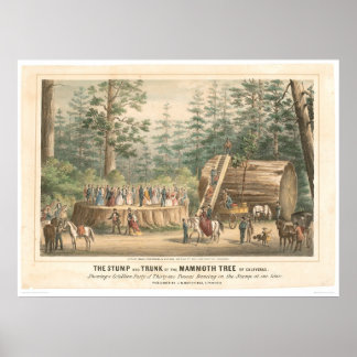 Poster Pompe du Mammoth Tree de Calaveras (0977A)