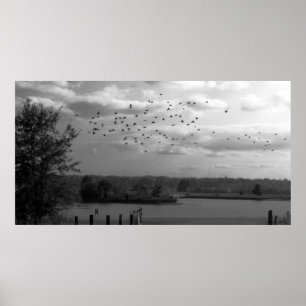 Poster Pond