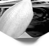 Poster Pond Lily (Coin)