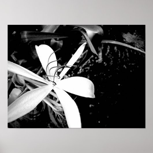 Poster Pond Lily (Devant)