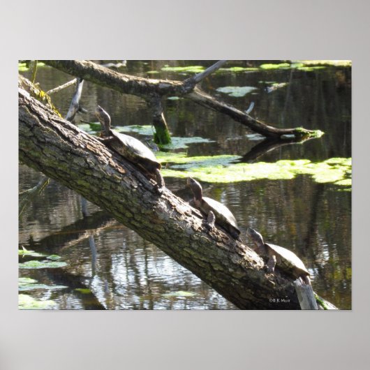 Poster - Pond Turtles (Voorkant)