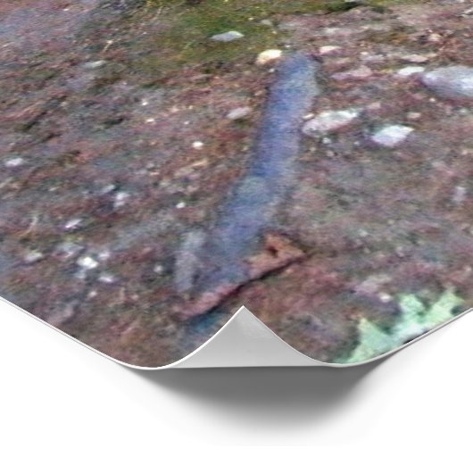 Poster Pond Walden Imprimer (Coin)