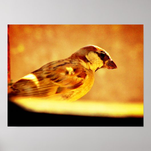 Poster Pondering Sparrow (Devant)