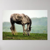 Poney au printemps