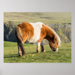 Poster Poney De Shetland Sur Le Pâturage Près De Hautes F