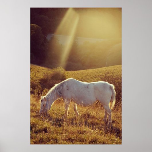 Poster Poney en pâture (Devant)