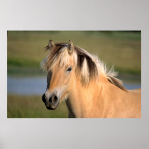 Poster Poney norvégien, cheval de fée norvégien