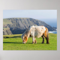 Poney Shetland dans un pâturage près de hautes fal