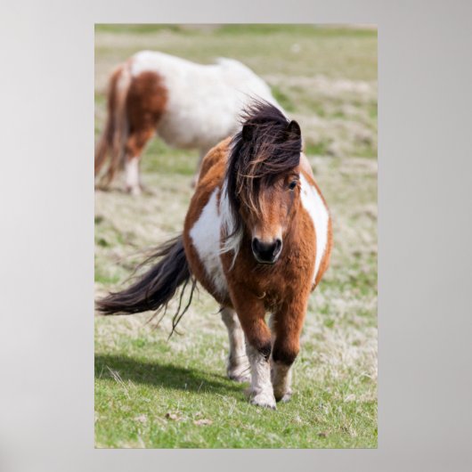 Poster Poney Shetland, Îles Shetland (Devant)