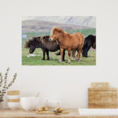 Poster Poney Shetland, îles Shetland, Écosse 2 (Cuisine)