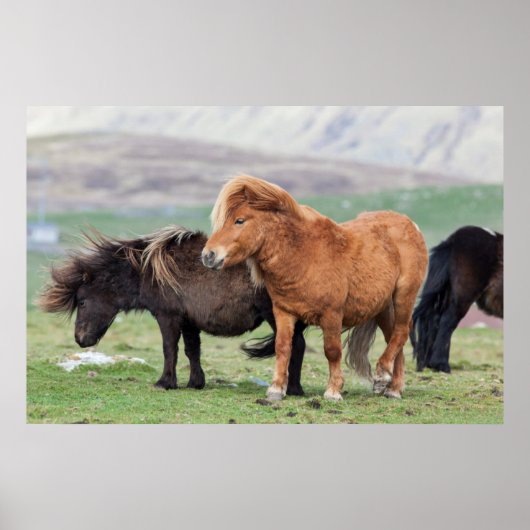Poster Poney Shetland, îles Shetland, Écosse 2 (Devant)