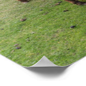 Poster Poney Shetland sur le pâturage près de hautes fala (Coin)