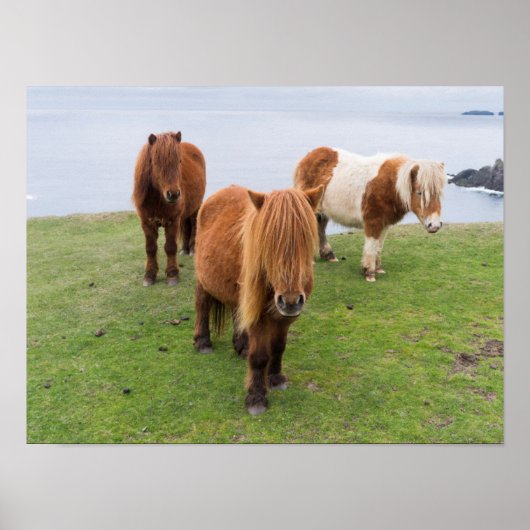 Poster Poney Shetland sur le pâturage près de hautes fala (Devant)