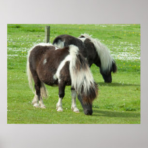 Poster Poneys de peinture Shetland pur-sang