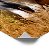 POSTER PONIES (Coin)