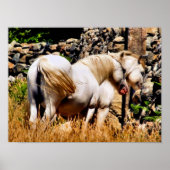 POSTER PONIES (Devant)