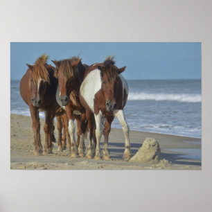 Poster Ponies sauvages de Chincoteague, plage d'Assateagu