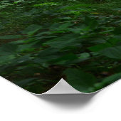 Poster Pont de Letchworth Forêt verte 36" x 24" (Coin)
