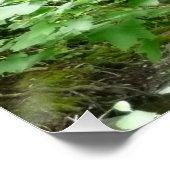 Poster Pont de Muir Woods I (Coin)