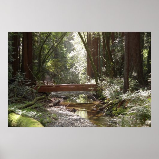 Poster Pont de Muir Woods II (Devant)