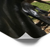 Poster Pont de suspension, Waco, TX (Coin)