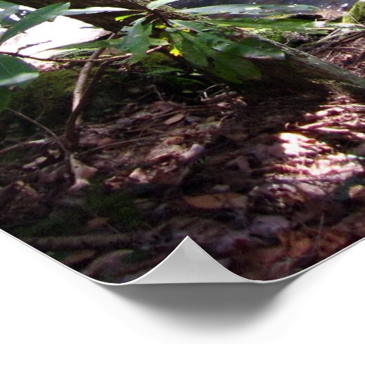 Poster Pont du sentier Appalachian à Laurel Fork Tennesse (Coin)