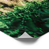 Poster Pont Magnolia (Coin)