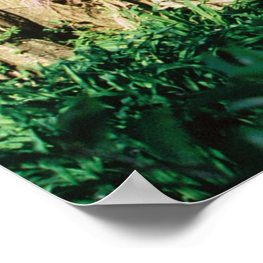 Poster Pont Magnolia (Coin)