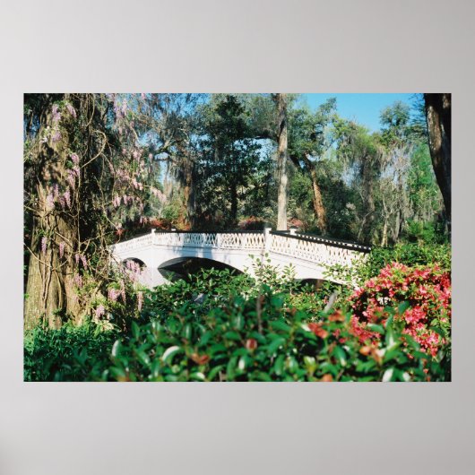 Poster Pont Magnolia (Devant)