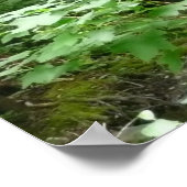 Poster Pont Muir Woods I (Coin)