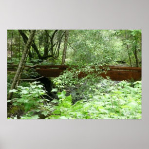 Poster Pont Muir Woods I