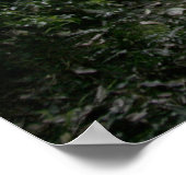 Poster Pont naturel (Coin)