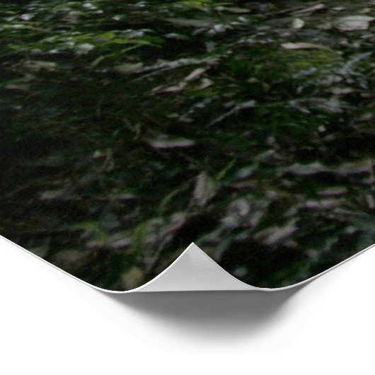 Poster Pont naturel (Coin)