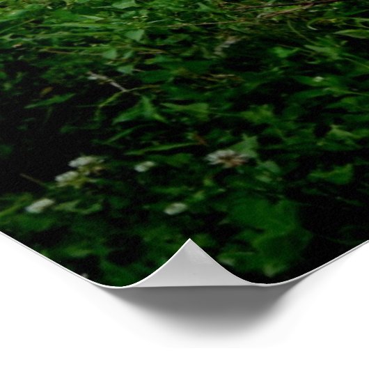 Poster Pony 2 de Shetland (Coin)