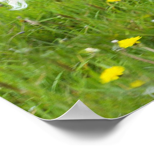 Poster Pony à Tutu (Coin)