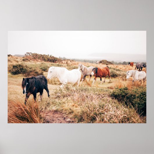 POSTER PONY HERD DANS L'AUTOMNE (Devant)