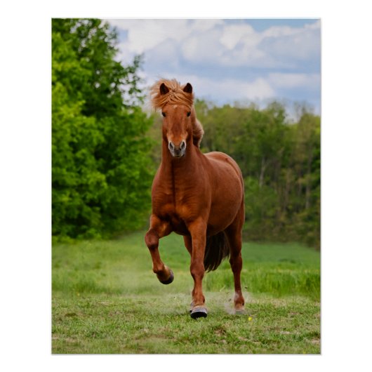 Poster Pony islandais à Tölt Funny Photo Les amateurs de (Devant)